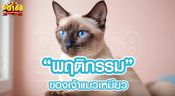 แมวเหมียว