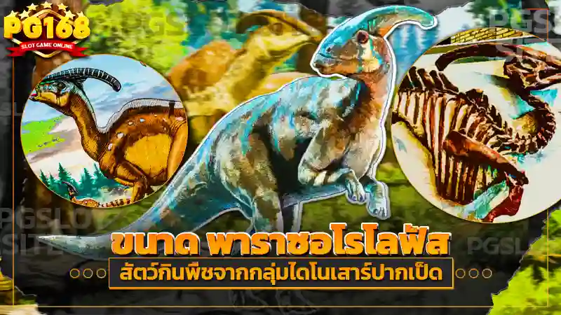 ขนาด พาราซอโรโลฟัส