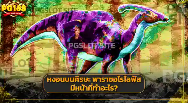 ขนาด พาราซอโรโลฟัส